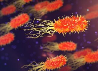 Jak dzielimy organizmy?