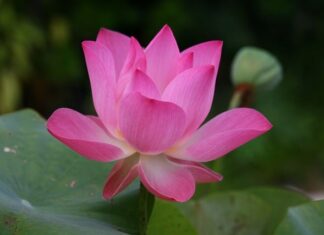 Co to znaczy po angielsku PE?