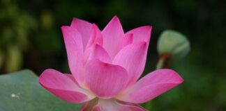 Jak się mówi po angielsku biologia?