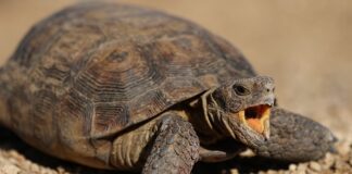 Jak cofnąć przelew do nadawcy?