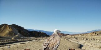 Co wykrywa test portal?