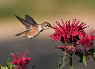Kto wykupił Orange?