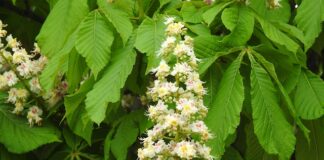 Czy matura dwujęzyczna jest obowiązkowa?