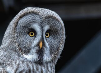 Po jakim czasie przedawnia się darowizna?