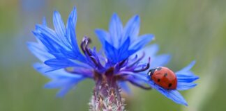 Ile trzeba mieć punktów z testu psychologicznego?