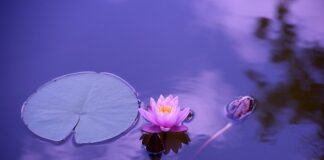 Jakie są stawki za tłumaczenia?