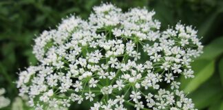 Co to znaczy Mistrzyni dramy?