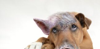 Czy coaching jest zwolniony z VAT?