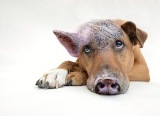 Czy coaching jest zwolniony z VAT?