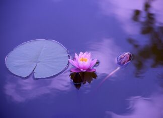 Kiedy jest dzień kas?