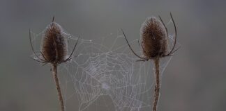 Co to jest sprawdzian uzdolnień kierunkowych?